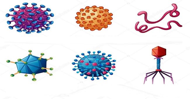 Hình ảnh virus gây bệnh ngoài da