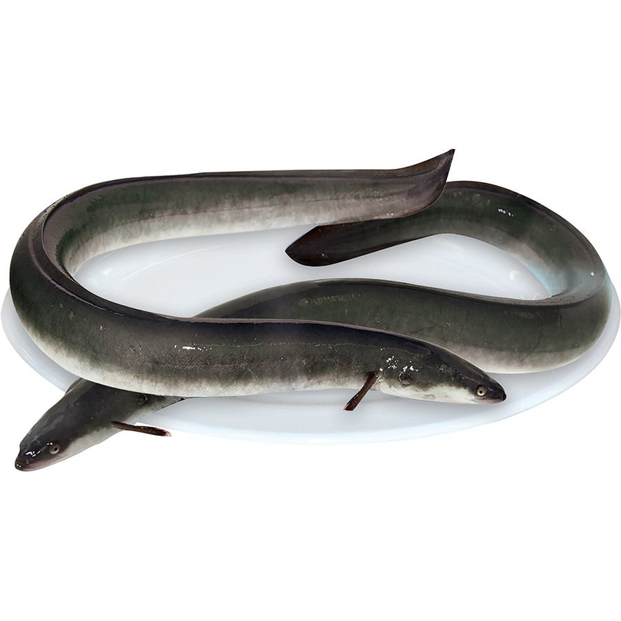 Cá chình mun khác gì cá chình thường và cách nhận biết