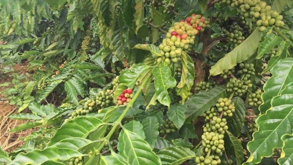 Kỹ thuật trồng cây cà phê xanh lùn