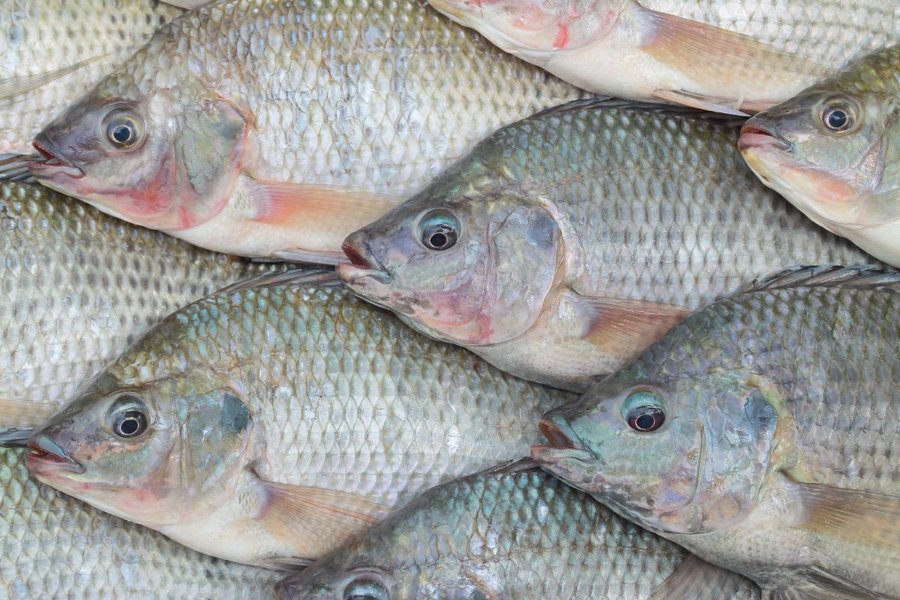 Cá rô phi sống ở môi trường nào trong tự nhiên?