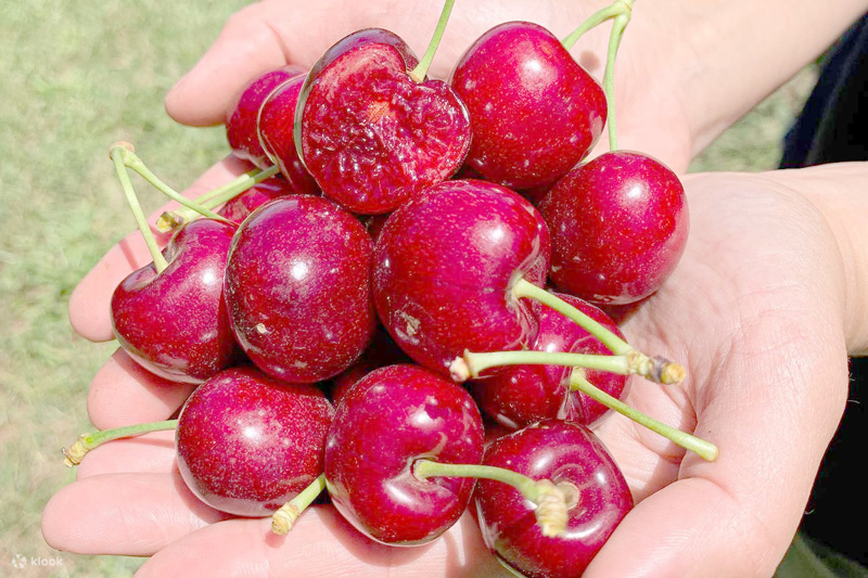 Loại cherry nào ngon nhất dựa trên độ ngọt và độ giòn?