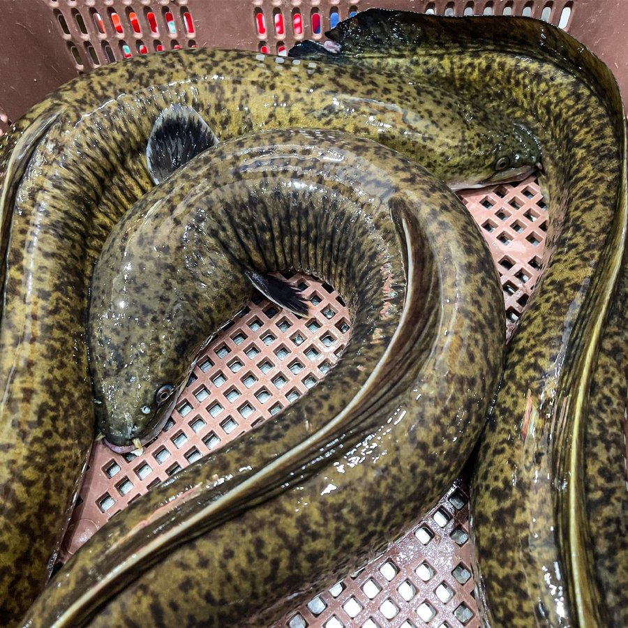 Mô hình nuôi cá chình ở miền Bắc cần lưu ý gì khi bắt đầu?