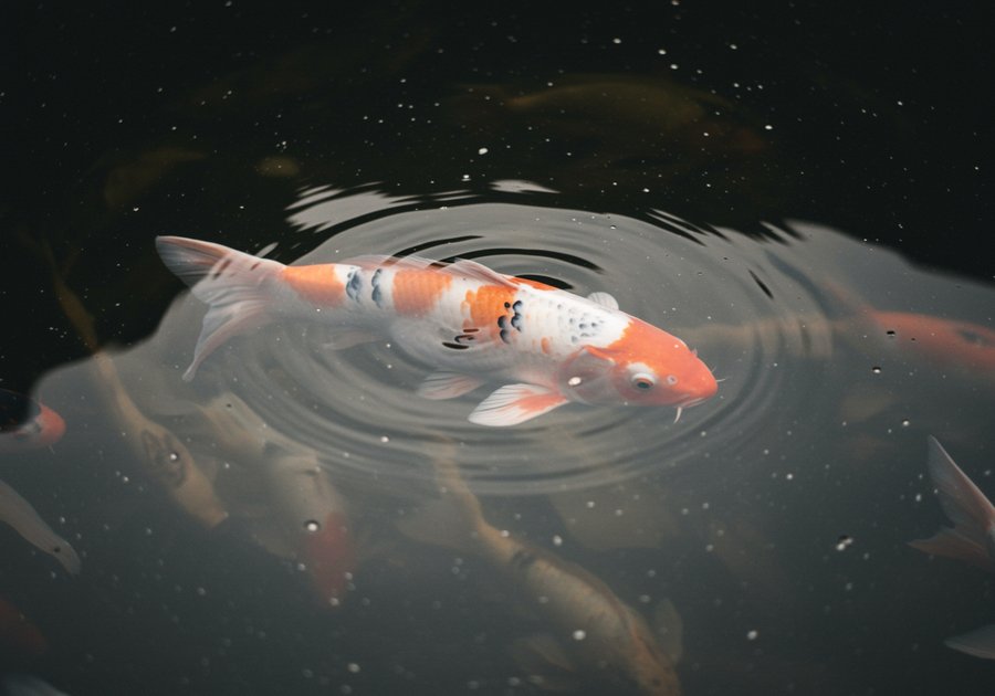 Cách xử lý nước hồ cá koi bị đục an toàn hiệu quả