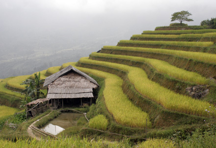 Danh lam thắng cảnh Ruộng bậc thang Hoàng Su Phì ở Hà Giang - Tiếp thị Sài Gòn