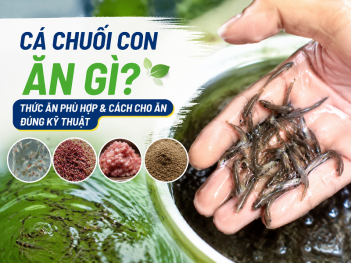 Kiến thức