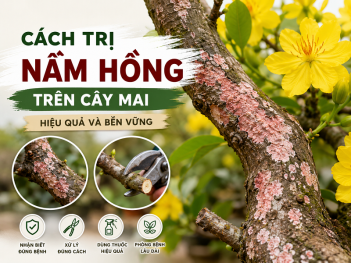 Tác giả Mai Phạm Gia Phúc