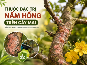 Tác giả Ngô Trần Đức Khang
