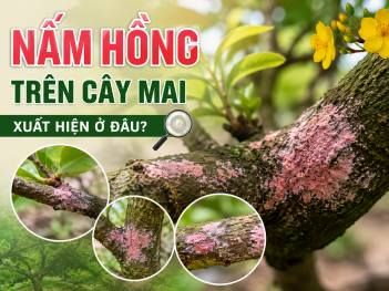 Tác giả Lâm Ngọc Như Ý